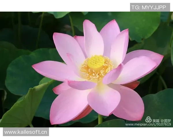 追梦之路：马克威廉姆斯的温和外表与不屈斗志的完美结合